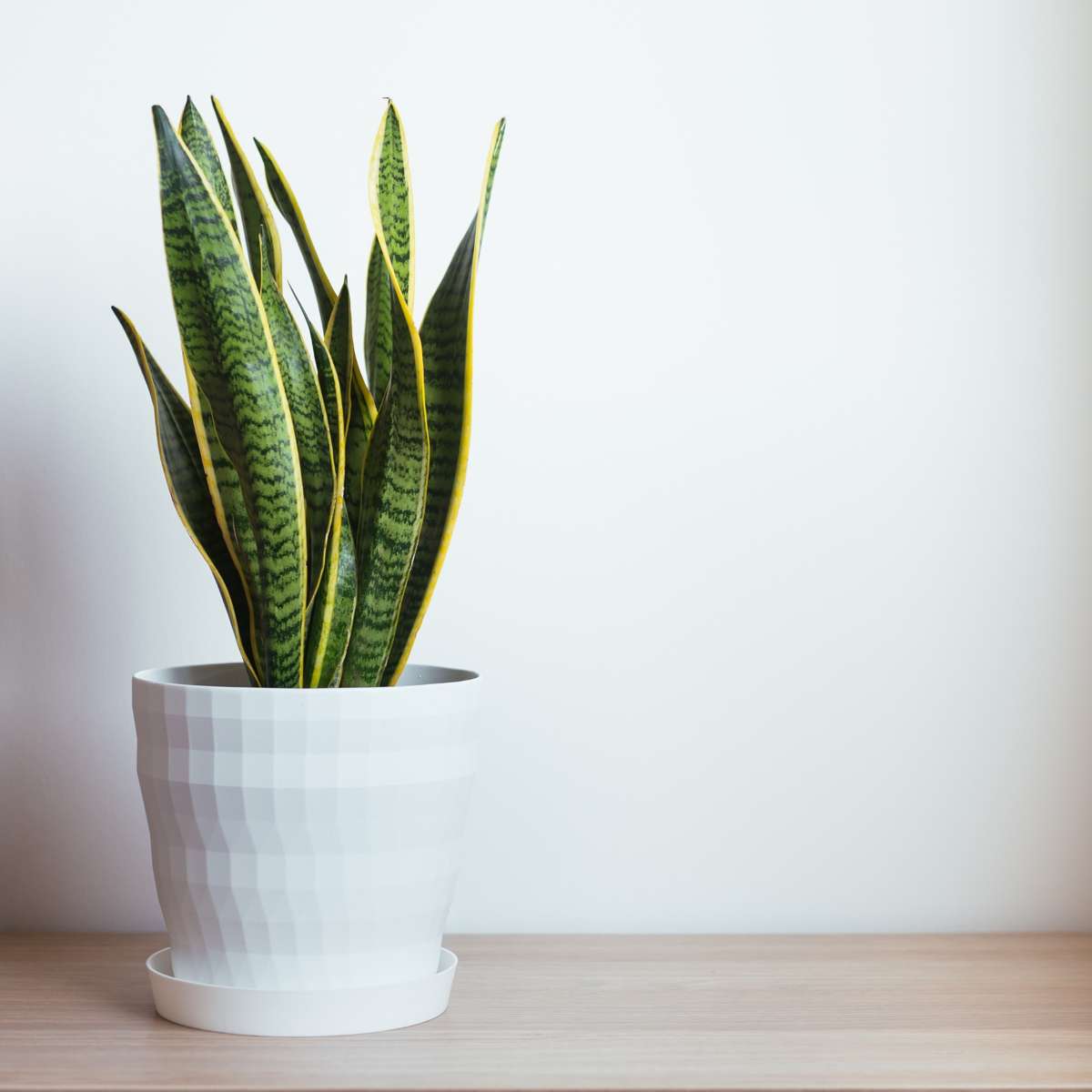 Sansevieria Trifasciata Snake Plant - Height 40-50cm