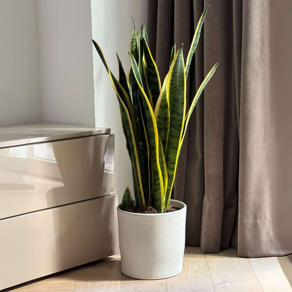 Large Sansevieria Trifasciata Laurentii Snake plant - Height 65-75cm