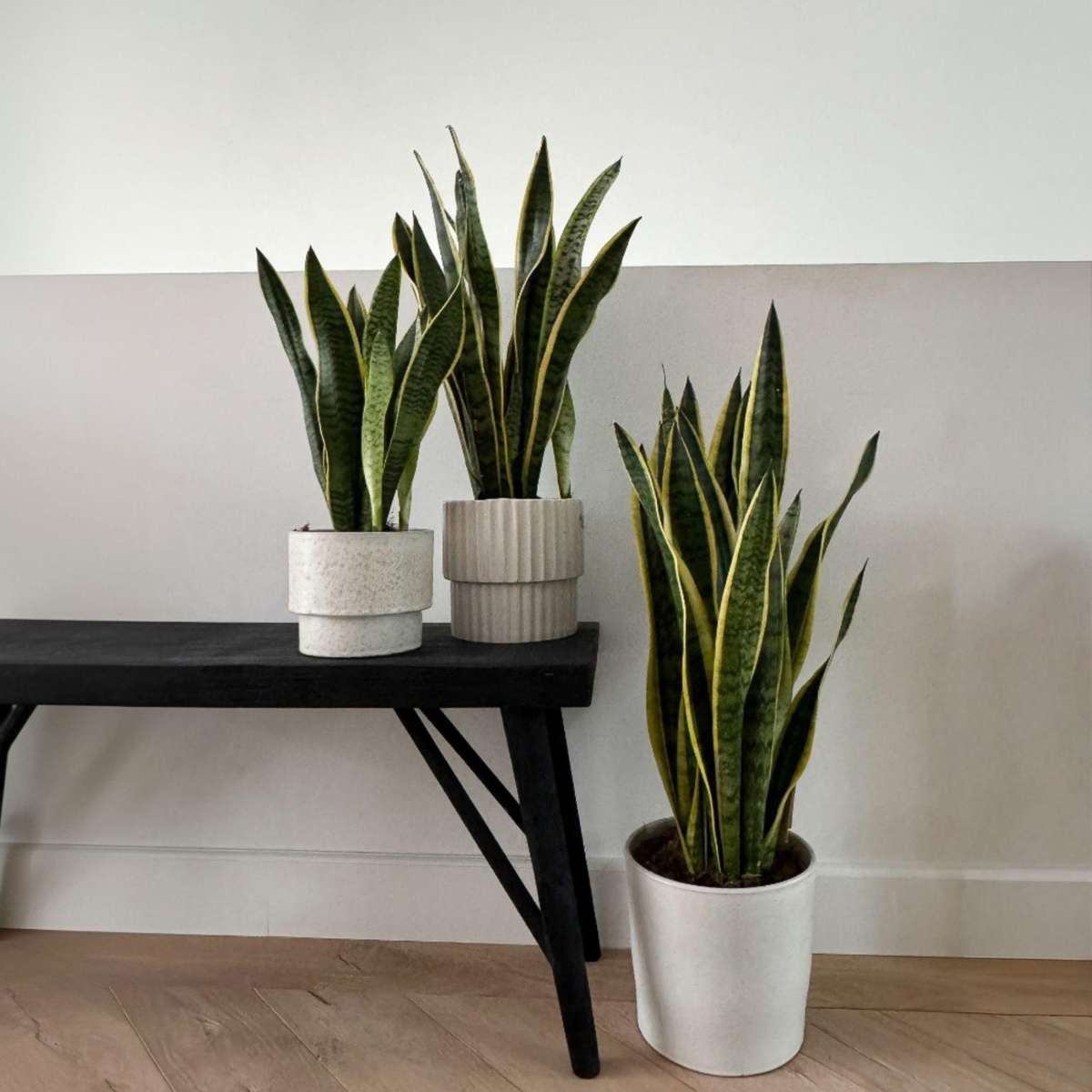 Large Sansevieria Trifasciata Laurentii Snake plant - Height 65-75cm