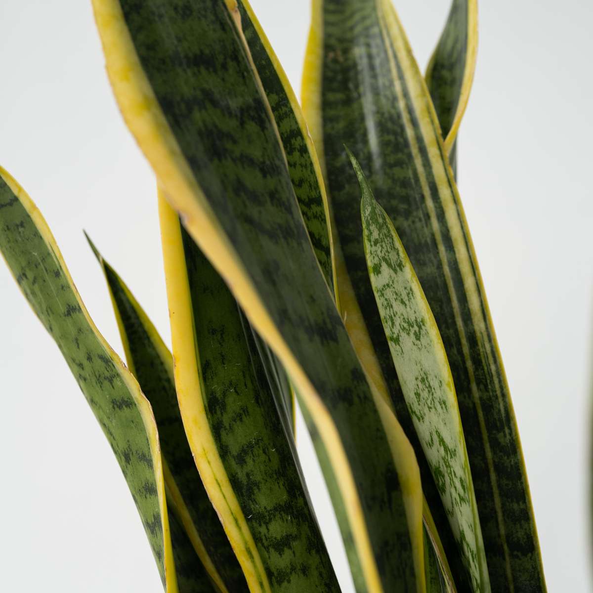 Large Sansevieria Trifasciata Laurentii Snake plant - Height 65-75cm