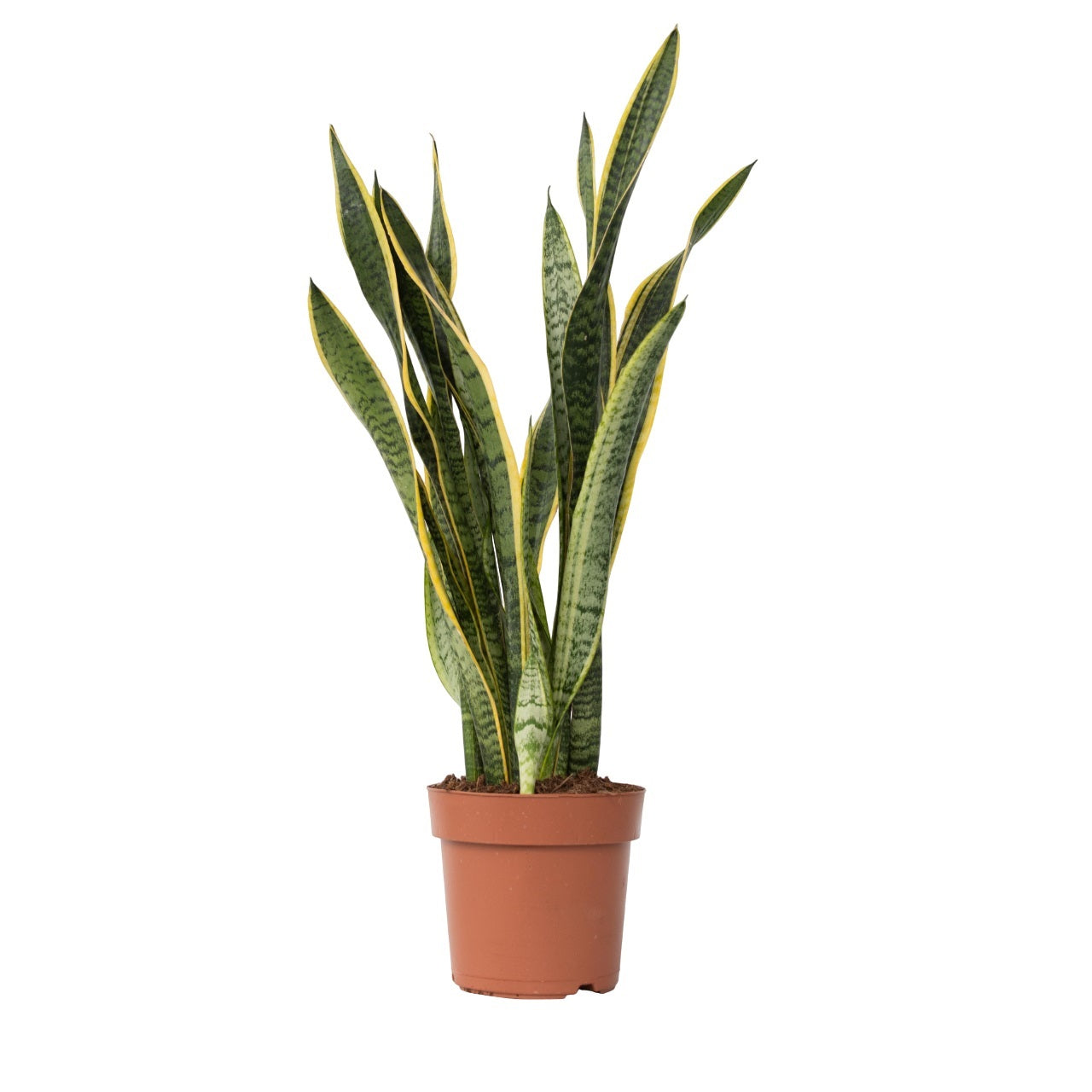 Large Sansevieria Trifasciata Laurentii Snake plant - Height 65-75cm