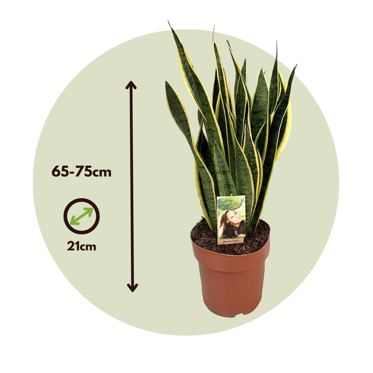 Large Sansevieria Trifasciata Laurentii Snake plant - Height 65-75cm