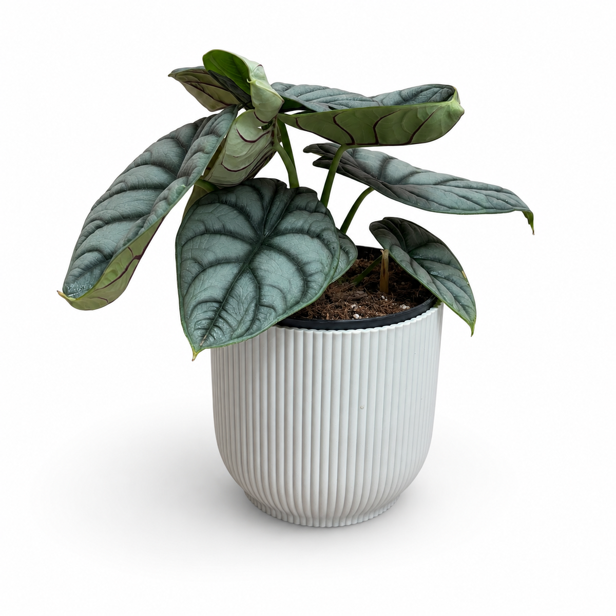 Alocasia Nebula Silver 14cm Houseplant