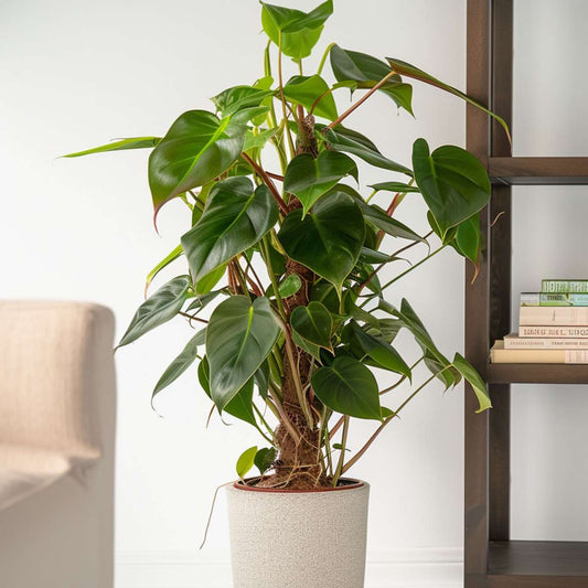 Philodendron Red Emerald Sweetheart Plant - Height 70-80cm