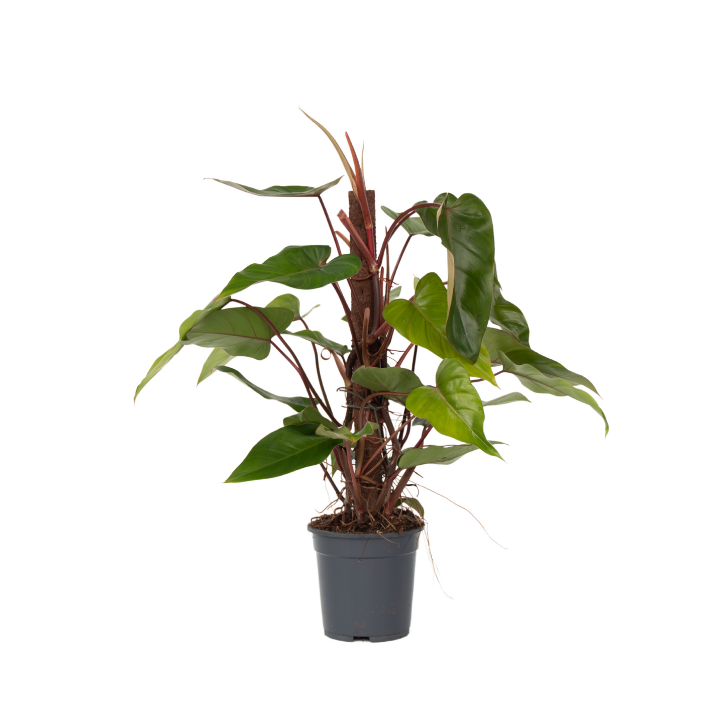Philodendron Red Emerald Sweetheart Plant - Height 70-80cm