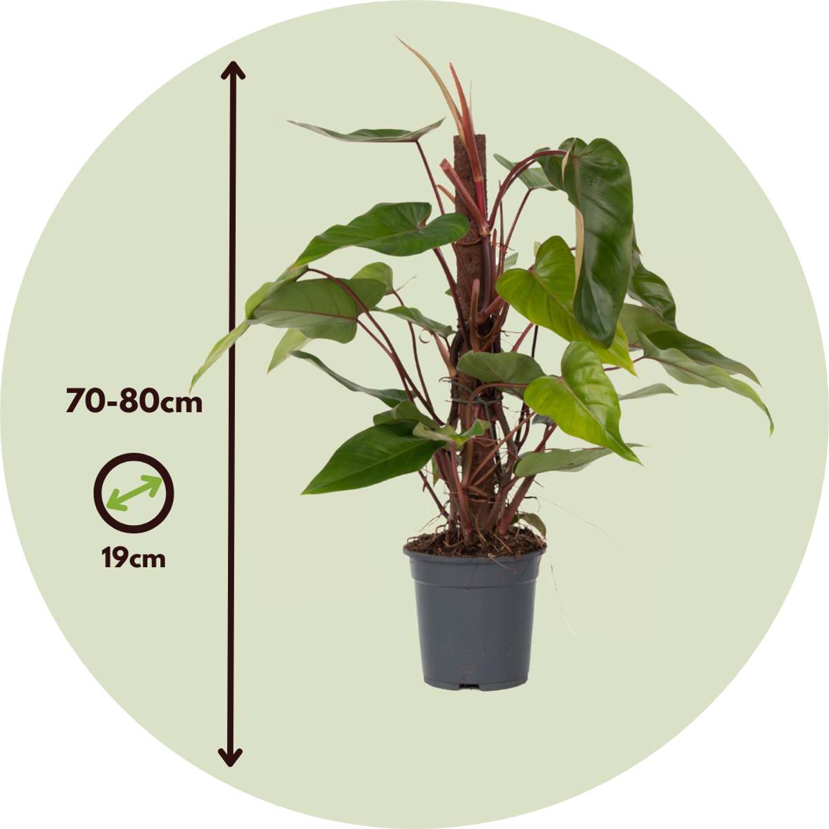 Philodendron Red Emerald Sweetheart Plant - Height 70-80cm
