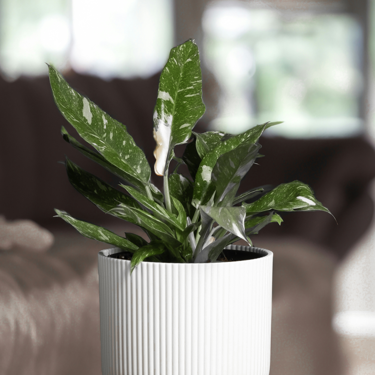 Philodendron Cobra Houseplant - Sweetheart Plant - Height 55-65cm