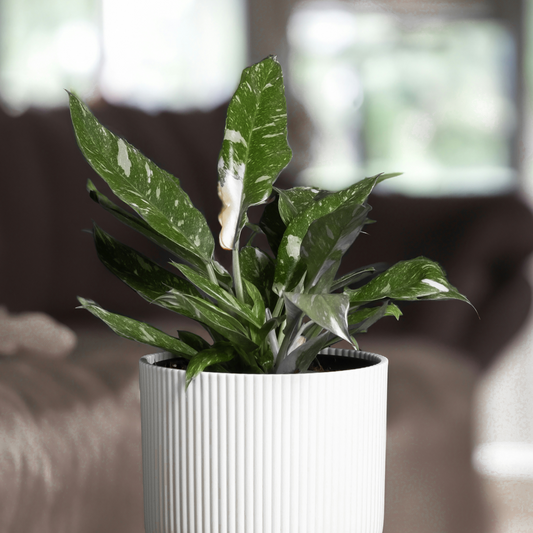 Philodendron Cobra Houseplant - Sweetheart Plant - Height 55-65cm