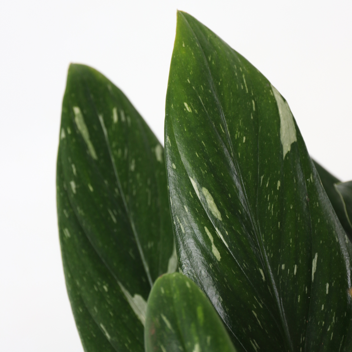 Philodendron Cobra Houseplant - Sweetheart Plant - Height 55-65cm