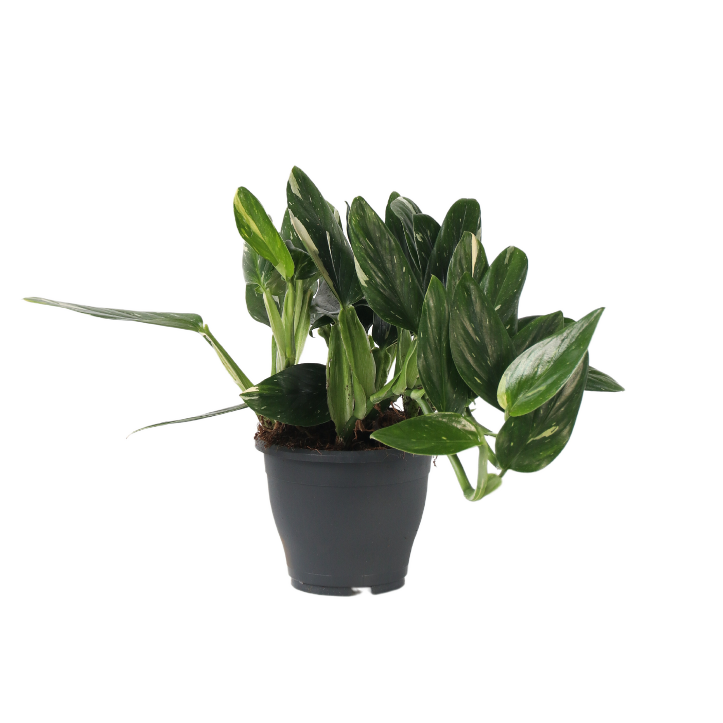 Philodendron Cobra Houseplant - Sweetheart Plant - Height 55-65cm