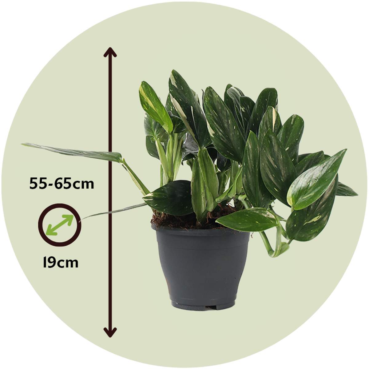 Philodendron Cobra Houseplant - Sweetheart Plant - Height 55-65cm