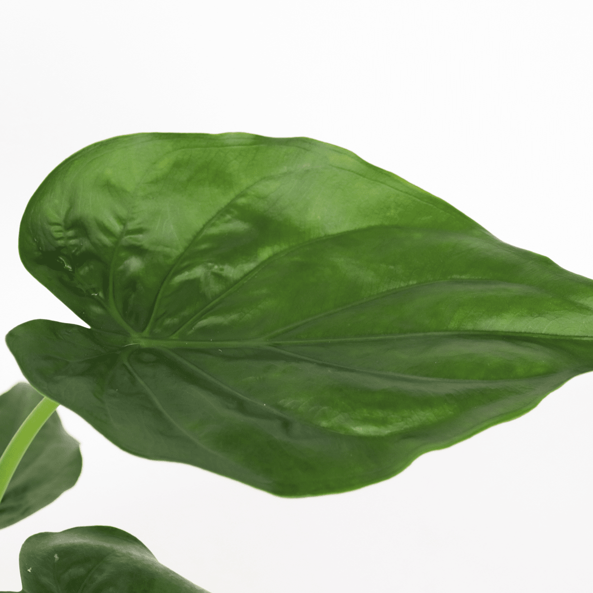 8441901_Closeup_01_SQ_634beebf-080b-4762-895d-31e741334bbc