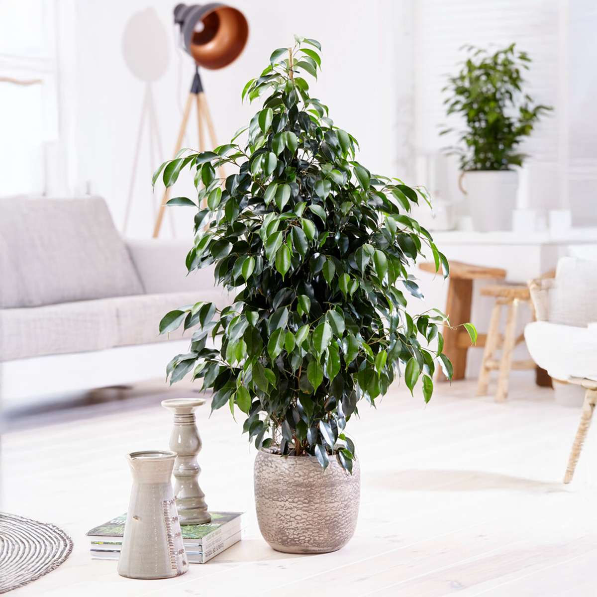 Ficus Benjamina Danielle Weeping Fig Houseplant - Height 100-110cm