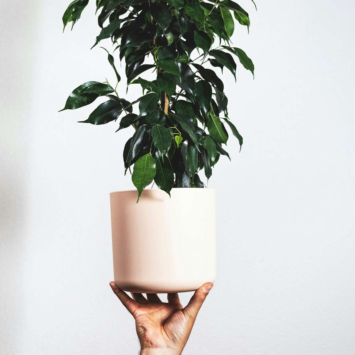 Ficus Benjamina Danielle Weeping Fig Houseplant - Height 100-110cm