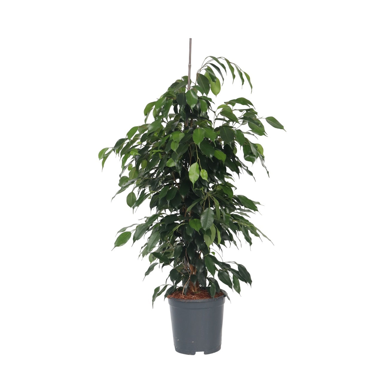 Ficus Benjamina Danielle Weeping Fig Houseplant - Height 100-110cm