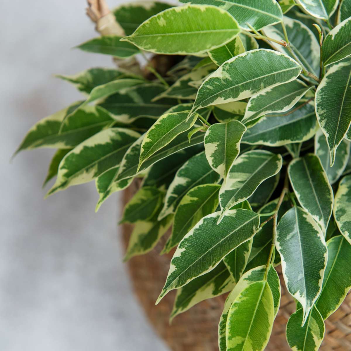 Ficus Benjamina 'Twilight' Weeping Fig Plant - Height 100-110cm