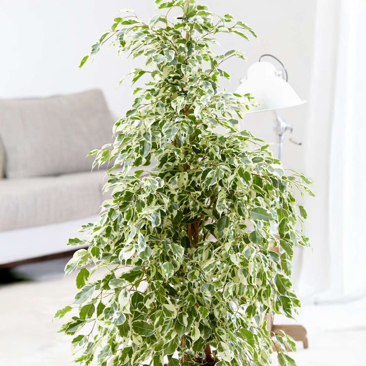 Ficus Benjamina 'Twilight' Weeping Fig Plant - Height 100-110cm