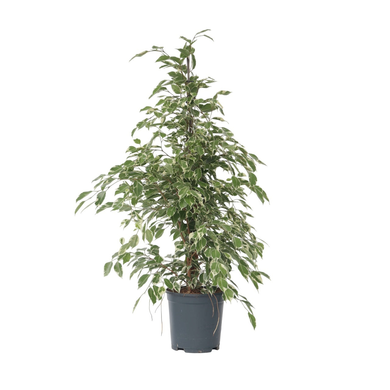 Ficus Benjamina 'Twilight' Weeping Fig Plant - Height 100-110cm