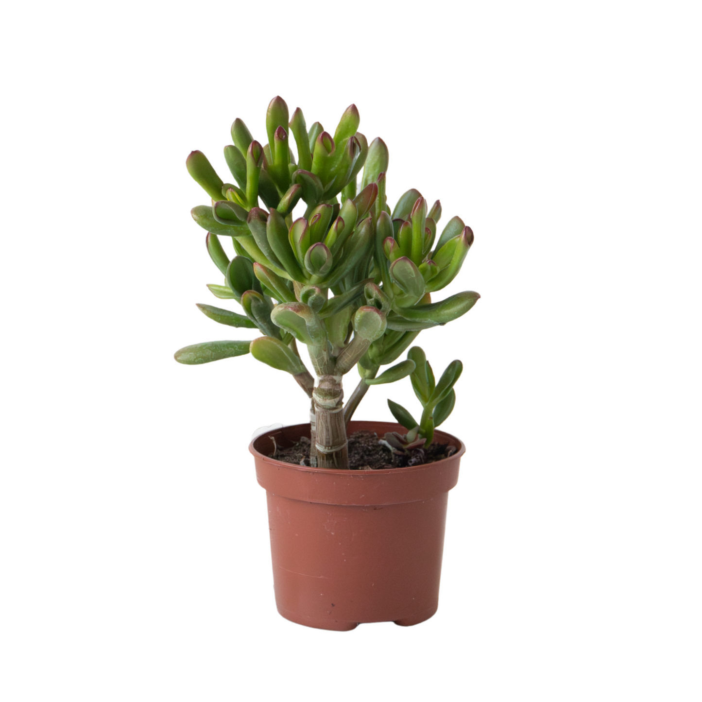 Crassula Ovata 'Gollum' Jade Plant - Height 15-25 cm