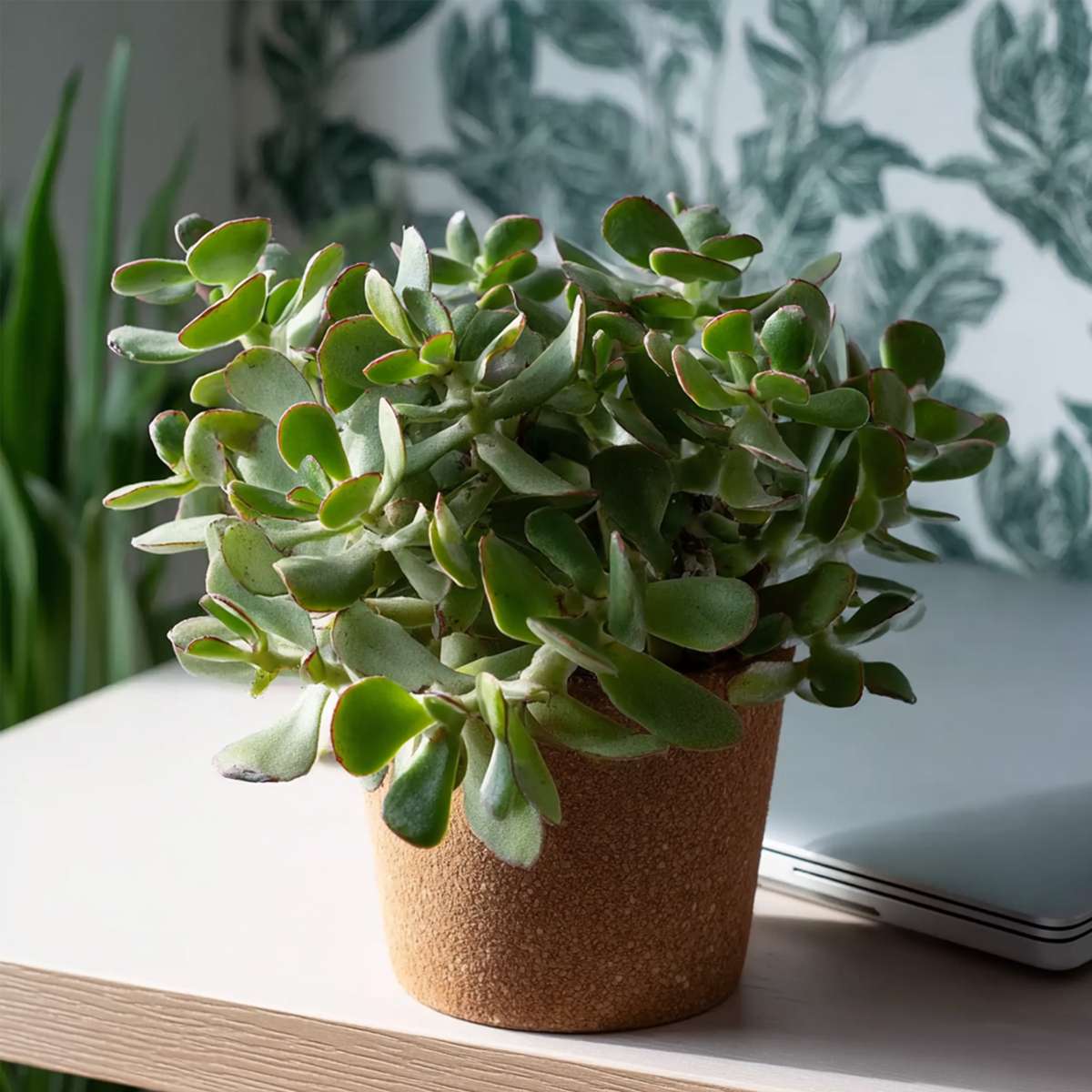 Crassula Arborescens Curly Jade Plant - Height 15-25 cm