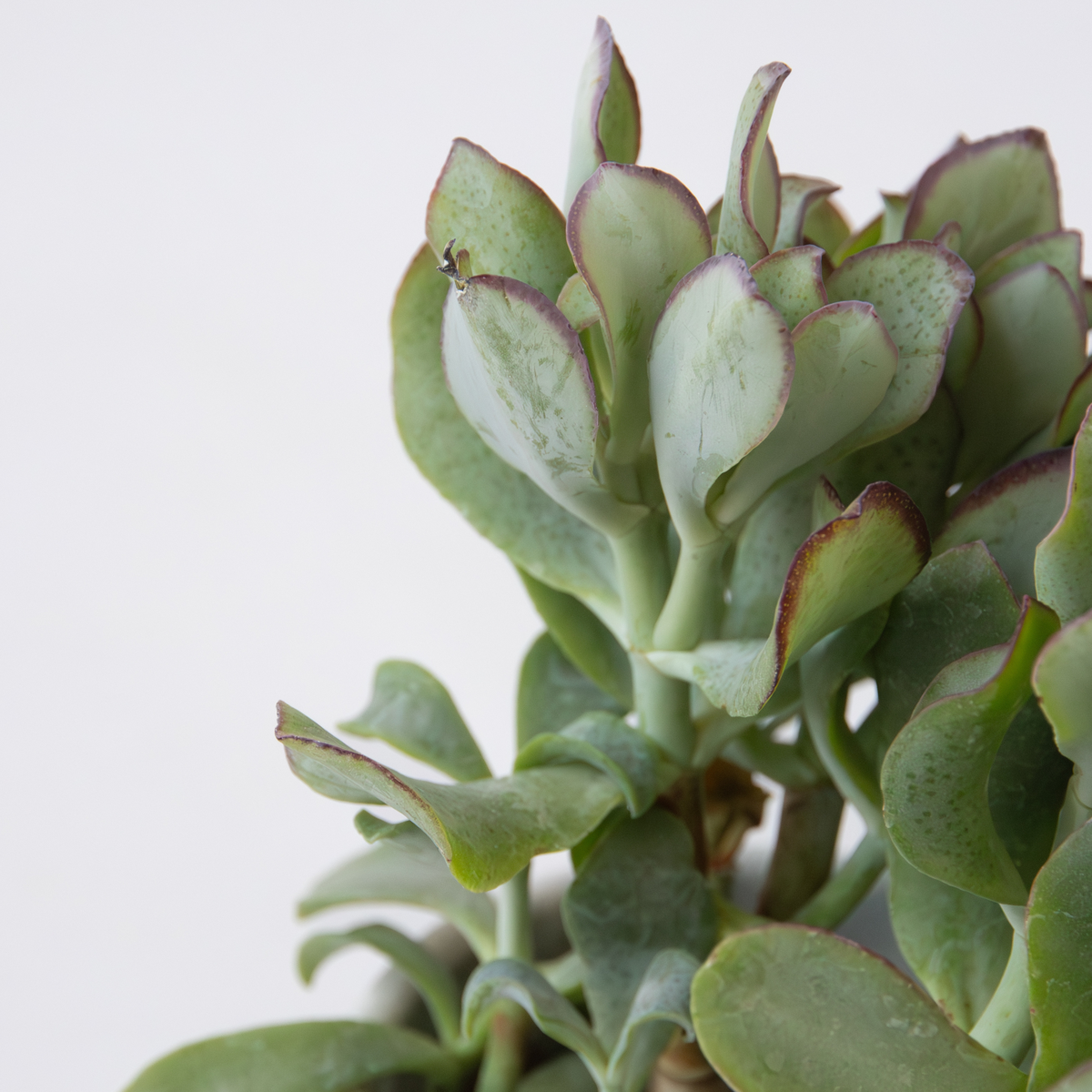 Crassula Arborescens Curly Jade Plant - Height 15-25 cm