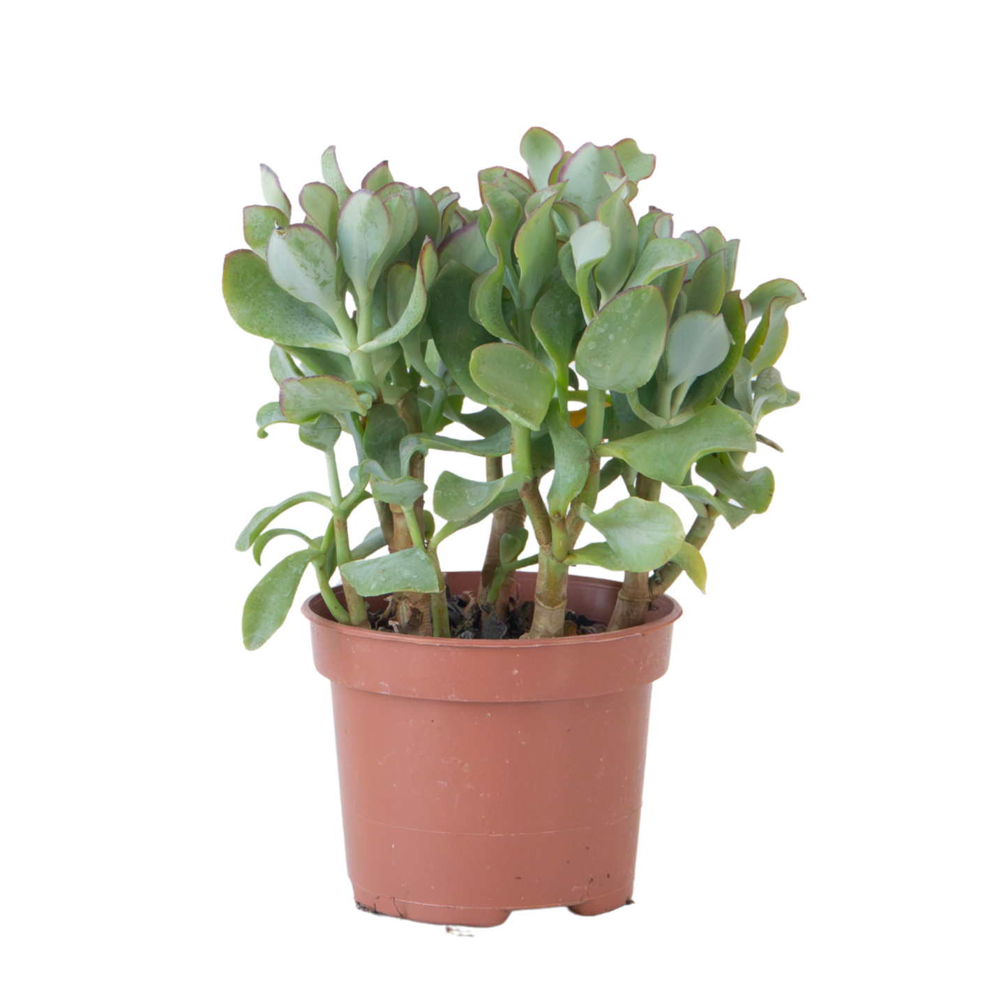Crassula Arborescens Curly Jade Plant - Height 15-25 cm