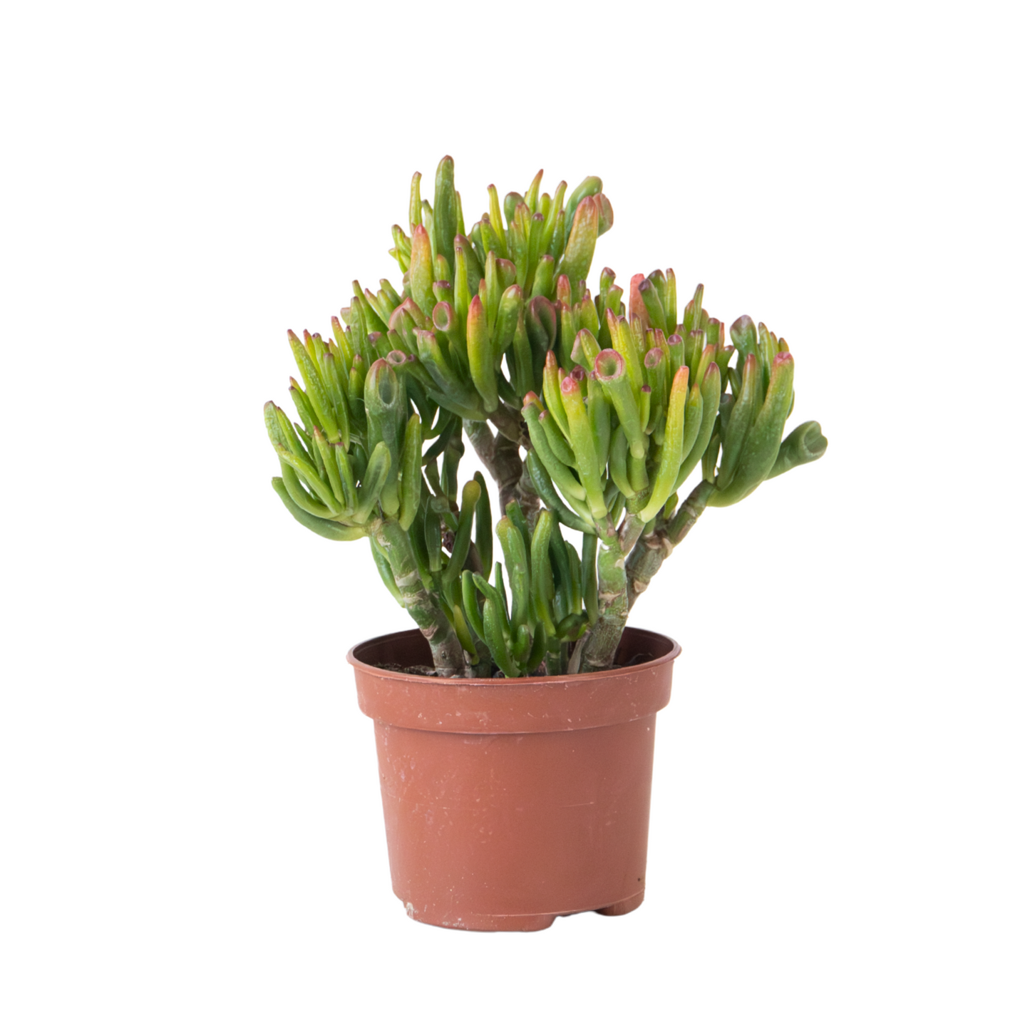 Jade Plant Crassula Ovata Hobbit - Height 10-20cm