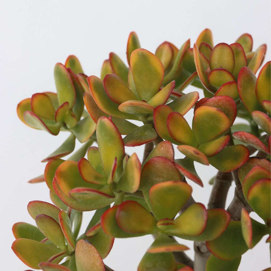 Crassula Ovata Sunset Houseplant - Jade Plant - Height 30-35cm