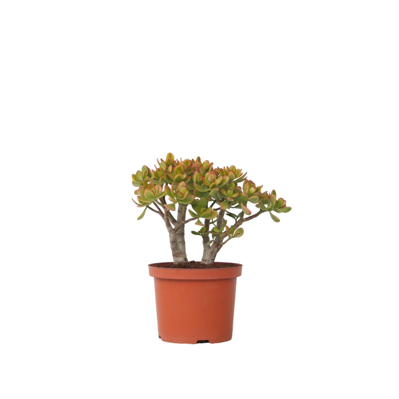 Crassula Ovata Sunset Houseplant - Jade Plant - Height 30-35cm
