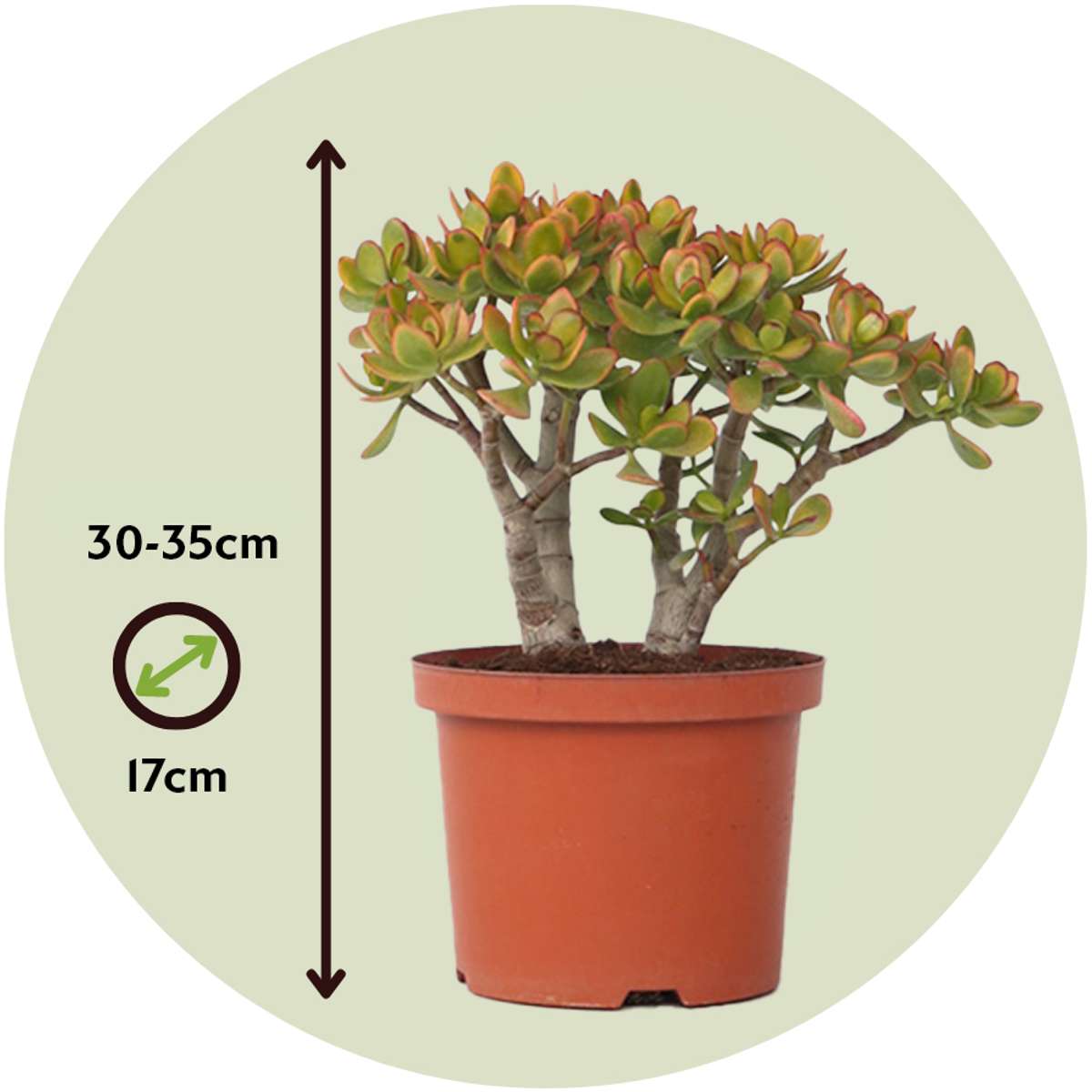 Crassula Ovata Sunset Houseplant - Jade Plant - Height 30-35cm