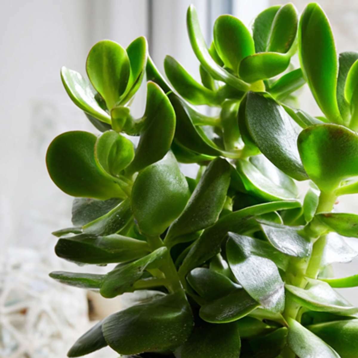 8611201_Closeup_02_SQ_MJ_7e0faaaa-dc73-4f89-87be-96b763513815