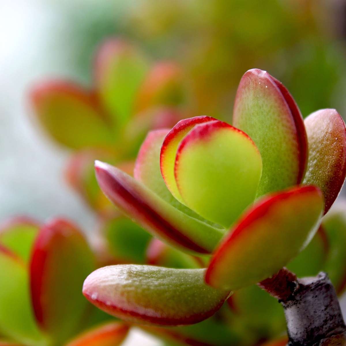 Crassula Ovata Sunset Houseplant - Jade Plant - Height 30-35cm