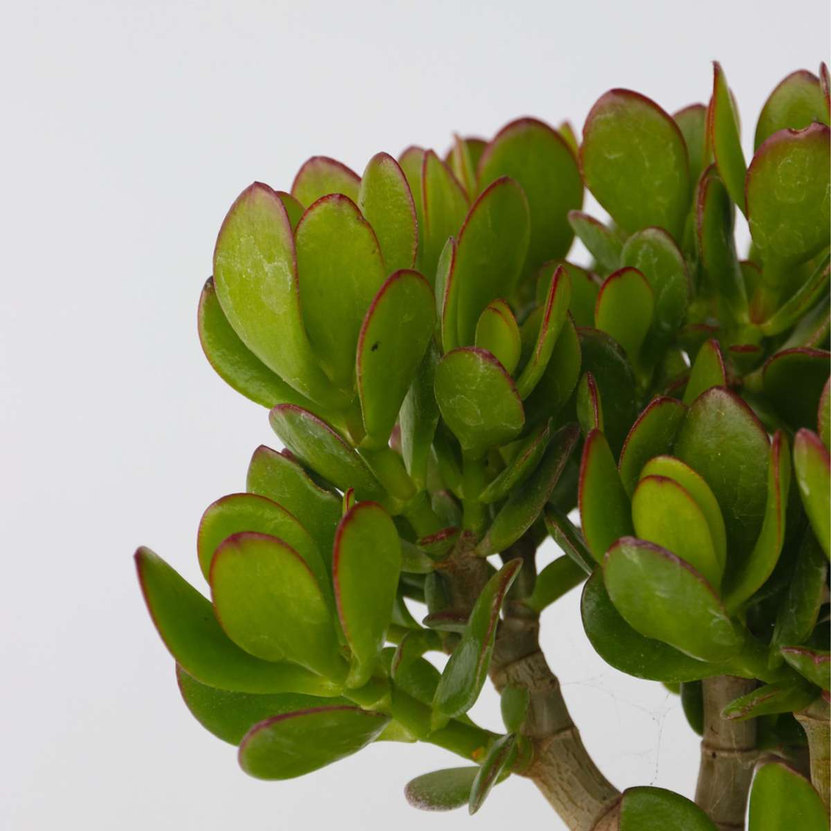 Crassula Ovata Minor Jade Plant - Money Plant - Height 45-50cm