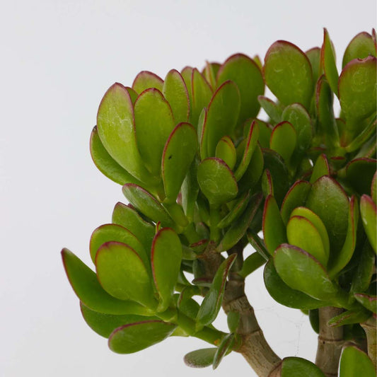 Crassula Ovata Minor Jade Plant - Money Plant - Height 45-50cm