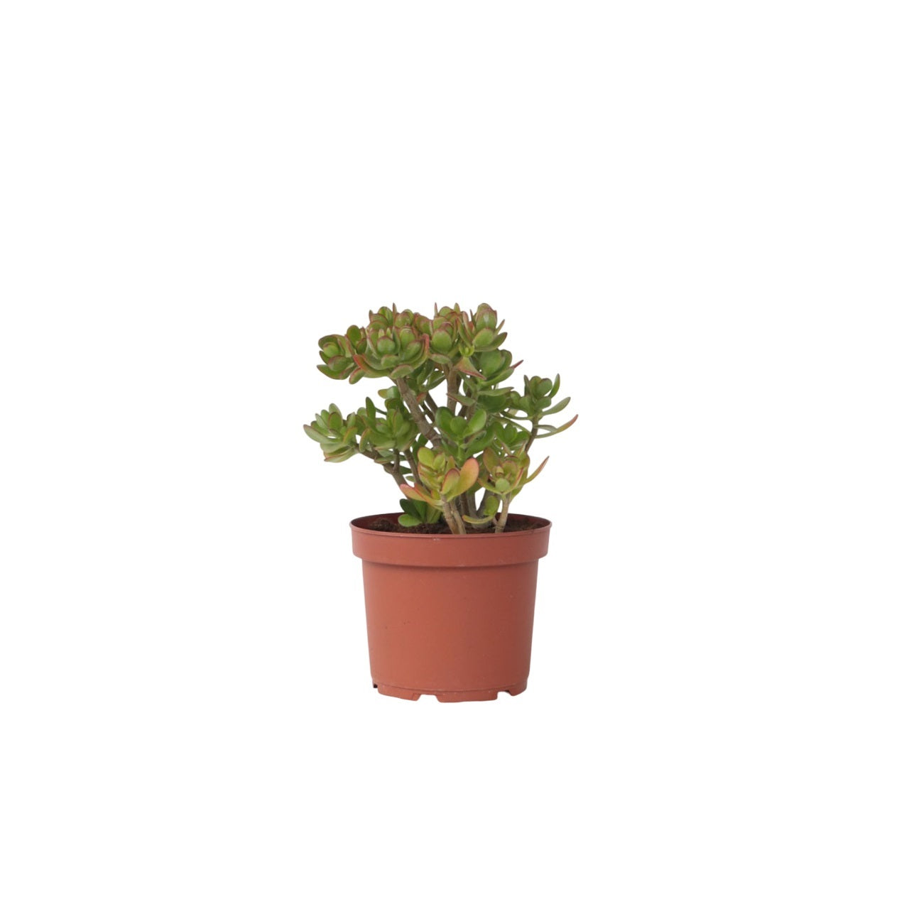 Crassula Ovata Minor Jade Plant - Money Plant - Height 45-50cm