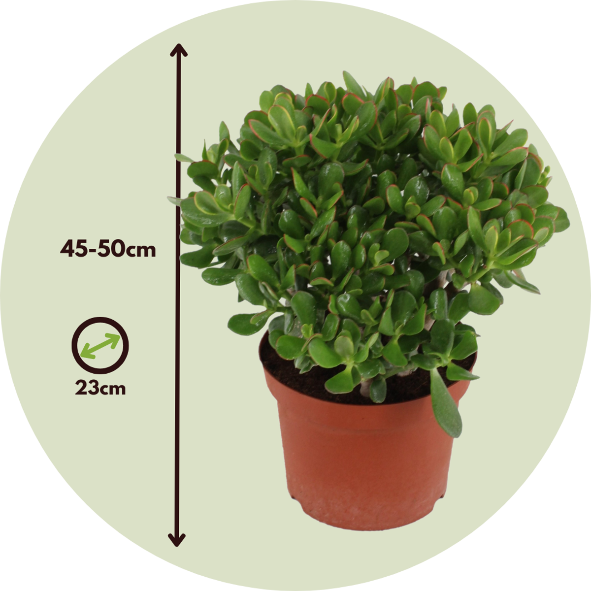 Crassula Ovata Minor Jade Plant - Money Plant - Height 45-50cm