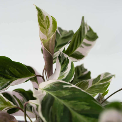 8931401_Closeup_02_SQ_57ee233f-1e34-46eb-a8e4-fc7958277db3