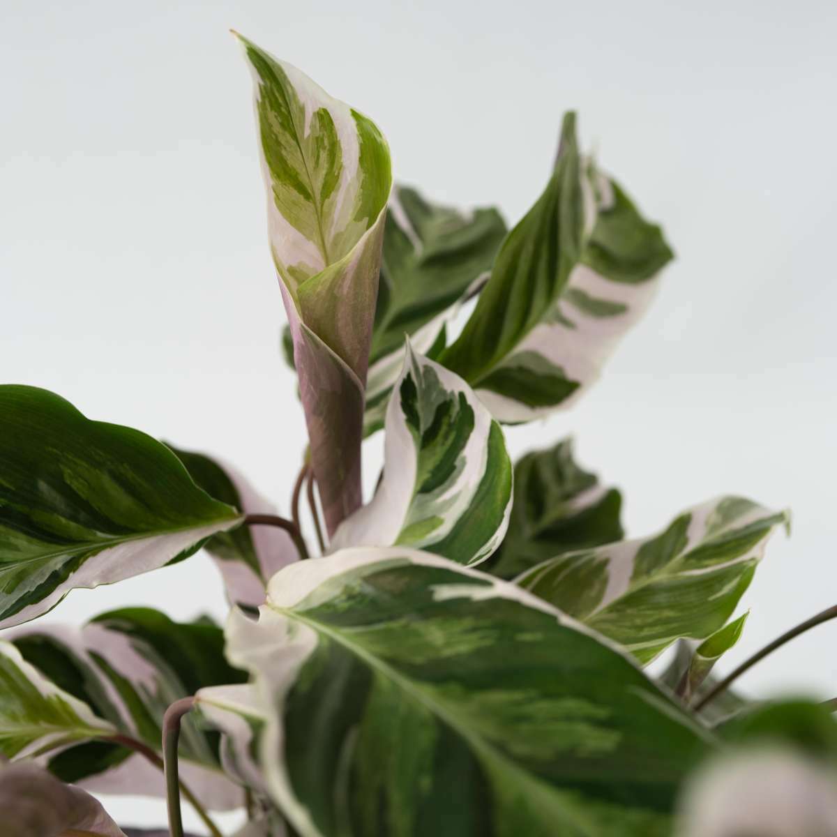 8931402_Closeup_02_SQ_e5359f82-79b2-47bd-8ead-e47815bc1c92