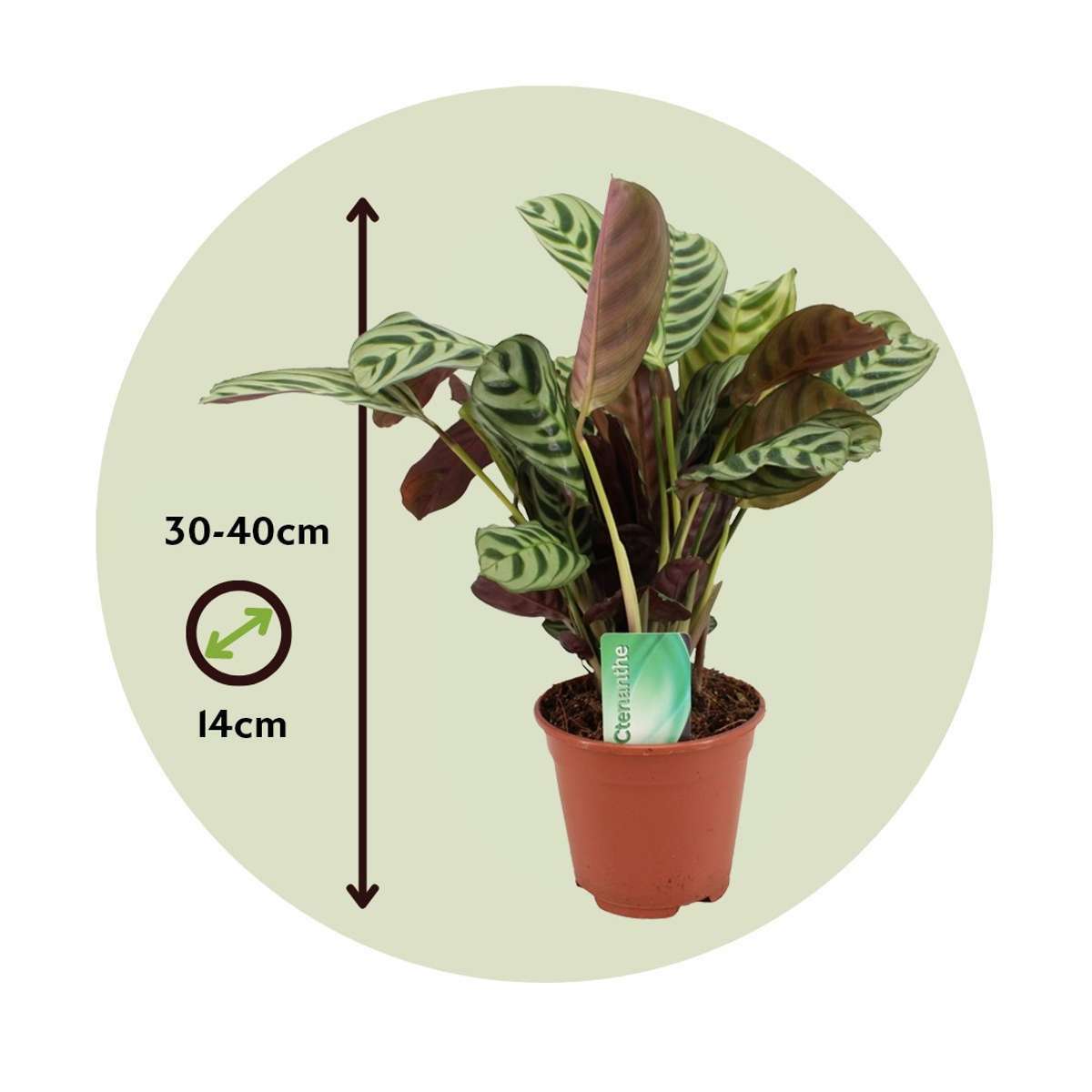 8941401_Size-indicator_1_e71ba63d-50be-4275-bccf-d1641a9b84ca