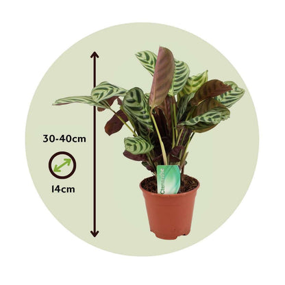 8941402_Size-indicator_1_03882cff-1a9a-4a06-bbbb-b8beb5f00e5c