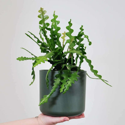 8971501_Atmosphere_03_SQ_79b7d2bf-42b3-4151-9b90-a57a8de59eb1