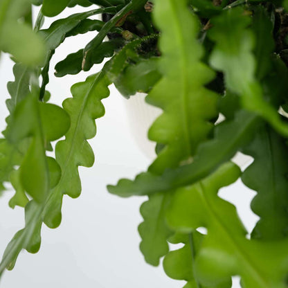 8971501_Closeup_01_SQ