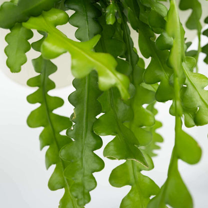 8971502_Closeup_02_SQ