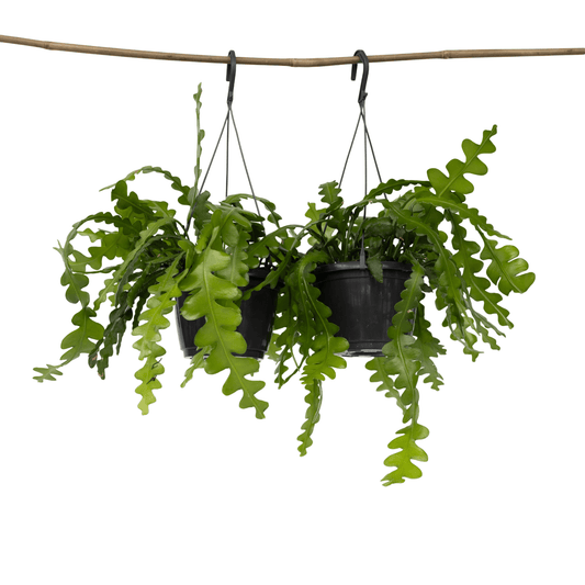 8971502_Productimage_05_SQ