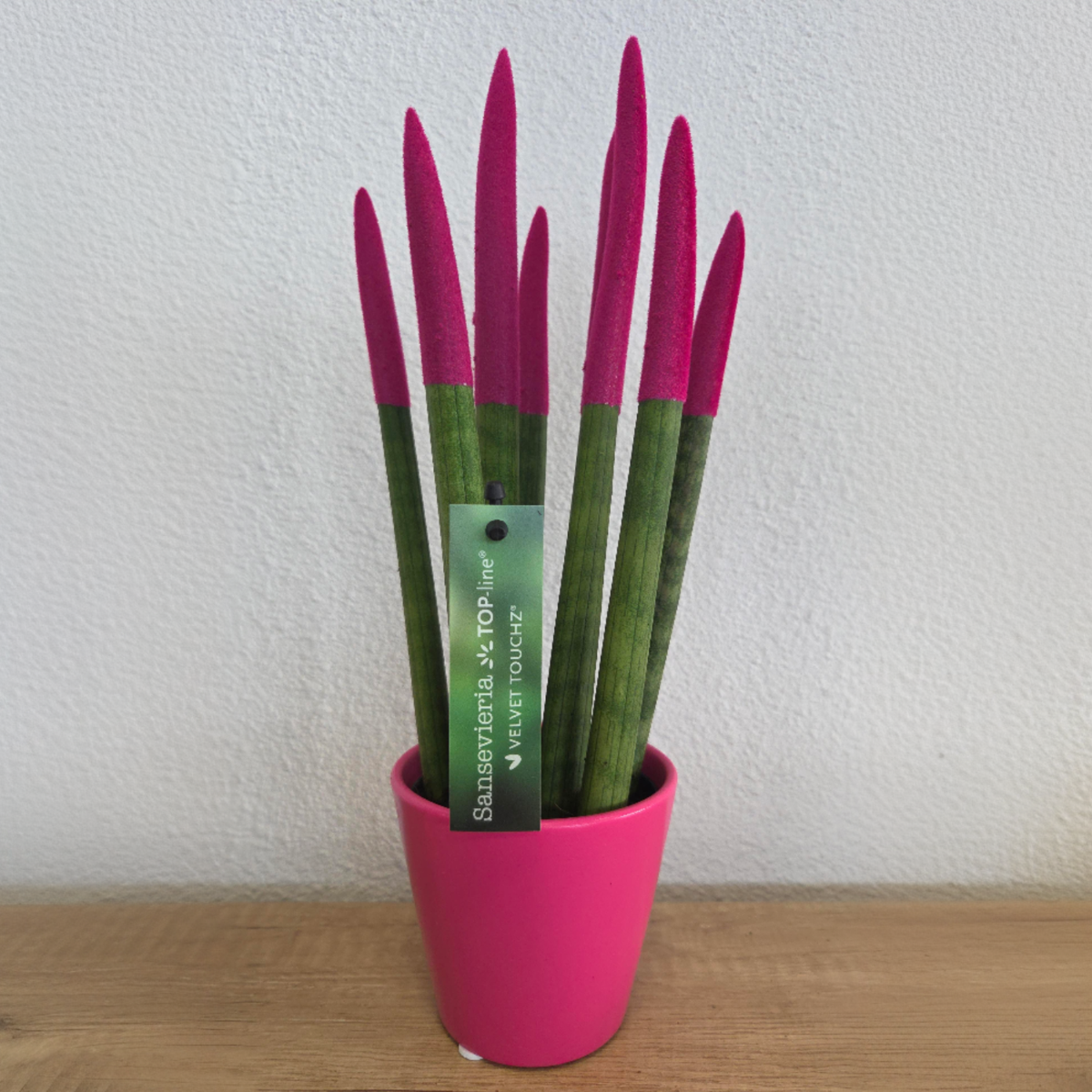 Sansevieria Cylindrica Snake Plant Pink Velvet Touch - Height 20-40cm