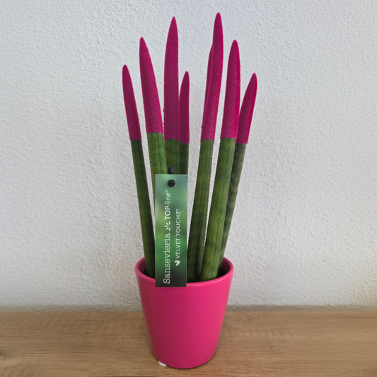 Sansevieria Cylindrica Snake Plant Pink Velvet Touch - Height 20-40cm