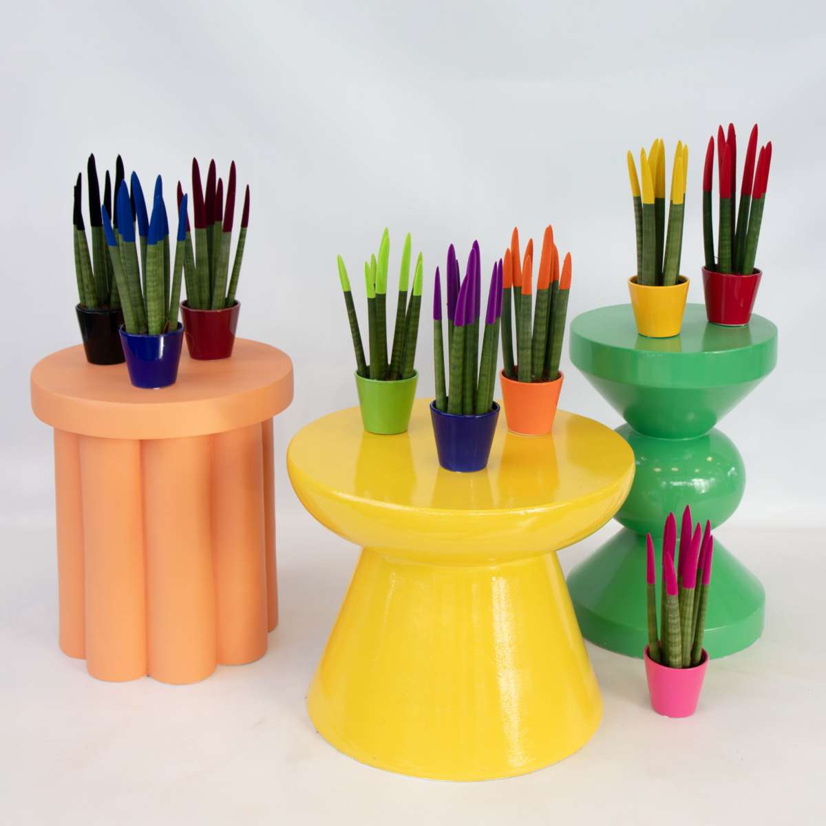 Sansevieria Cylindrica Snake Plant Pink Velvet Touch - Height 20-40cm