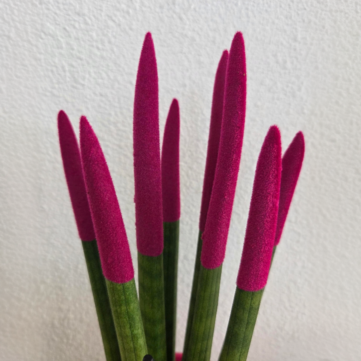 Sansevieria Cylindrica Snake Plant Pink Velvet Touch - Height 20-40cm