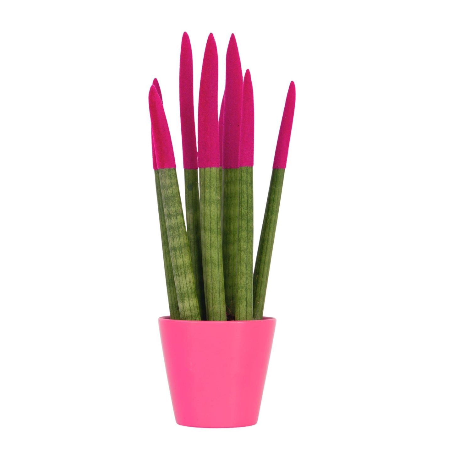 Sansevieria Cylindrica Snake Plant Pink Velvet Touch - Height 20-40cm