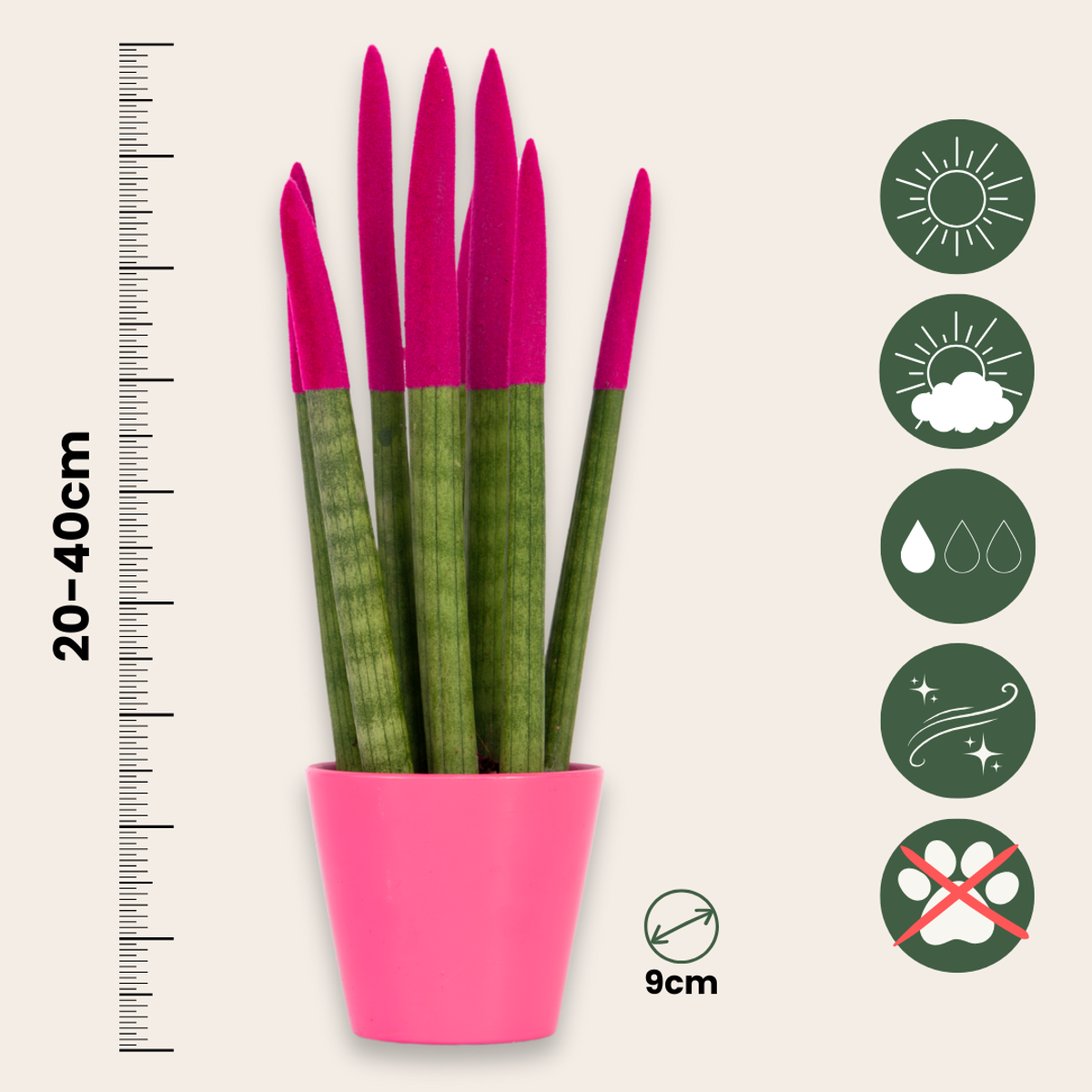 Sansevieria Cylindrica Snake Plant Pink Velvet Touch - Height 20-40cm